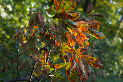 Cameraria ohridella