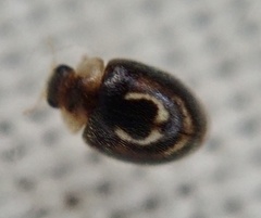 Clitostethus arcuatus