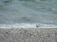 Chroicocephalus maculipennis