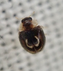 Clitostethus arcuatus