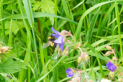 Bombus sporadicus