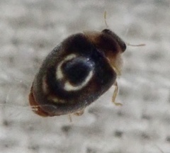 Clitostethus arcuatus