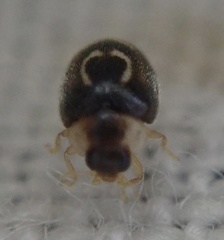 Clitostethus arcuatus