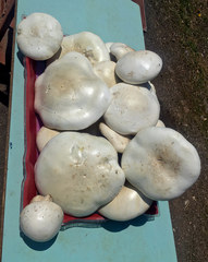 Leucopaxillus lepistoides