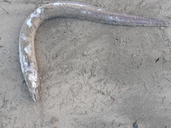 Conger monganius