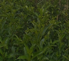 Cestrum laevigatum