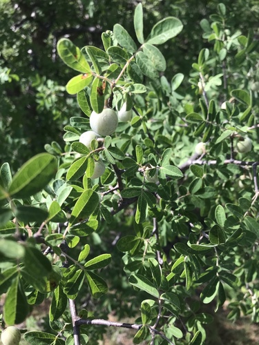 Commiphora mollis
