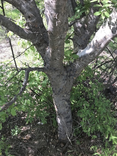 Commiphora mollis