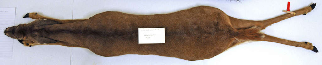 White-tailed Deer (Biodiversity WSU Pullman) · iNaturalist