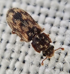 Synchita undata