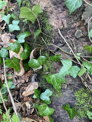 Hedera helix