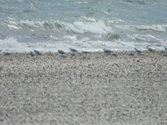 Chroicocephalus maculipennis