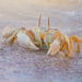Red Sea Ghost Crab - Photo (c) Morten Ross, some rights reserved (CC BY-NC), uploaded by Morten Ross