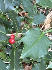 Ilex aquifolium