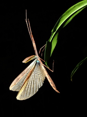 Metriophasma baculus