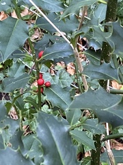 Ilex aquifolium
