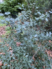 Ilex aquifolium