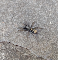 Latonigena auricomis