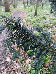 Taxus baccata