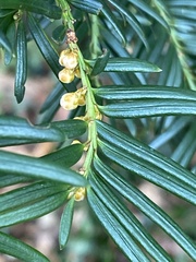 Taxus baccata