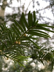 Taxus baccata