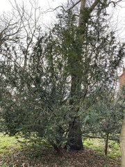 Taxus baccata
