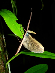 Metriophasma baculus