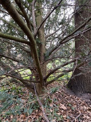 Taxus baccata