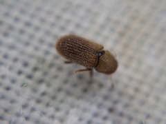 Kissophagus vicinus