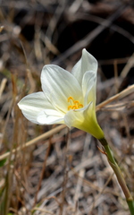 Zephyranthes concolor