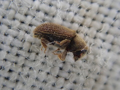 Kissophagus vicinus