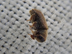 Kissophagus vicinus
