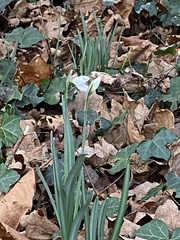 Galanthus nivalis