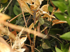 Lestes undulatus