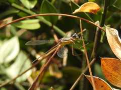 Lestes undulatus
