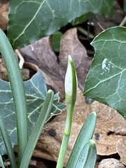Galanthus nivalis