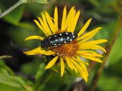 Acmaeodera degener