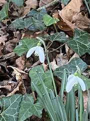 Galanthus nivalis