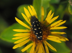 Acmaeodera degener
