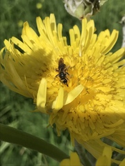 Halictus fulvipes