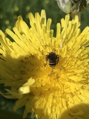 Halictus fulvipes