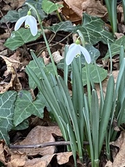 Galanthus nivalis