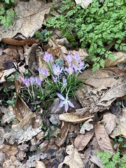 Crocus tommasinianus