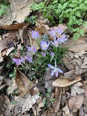 Crocus tommasinianus