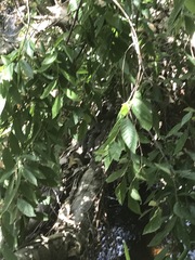 Nerodia rhombifer