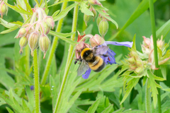 Bombus sporadicus