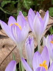 Crocus tommasinianus