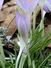 Crocus tommasinianus