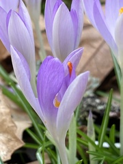 Crocus tommasinianus