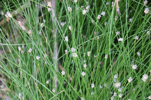 Image of Eleocharis montevidensis by (c) Millie Basden, some rights reserved (CC BY)